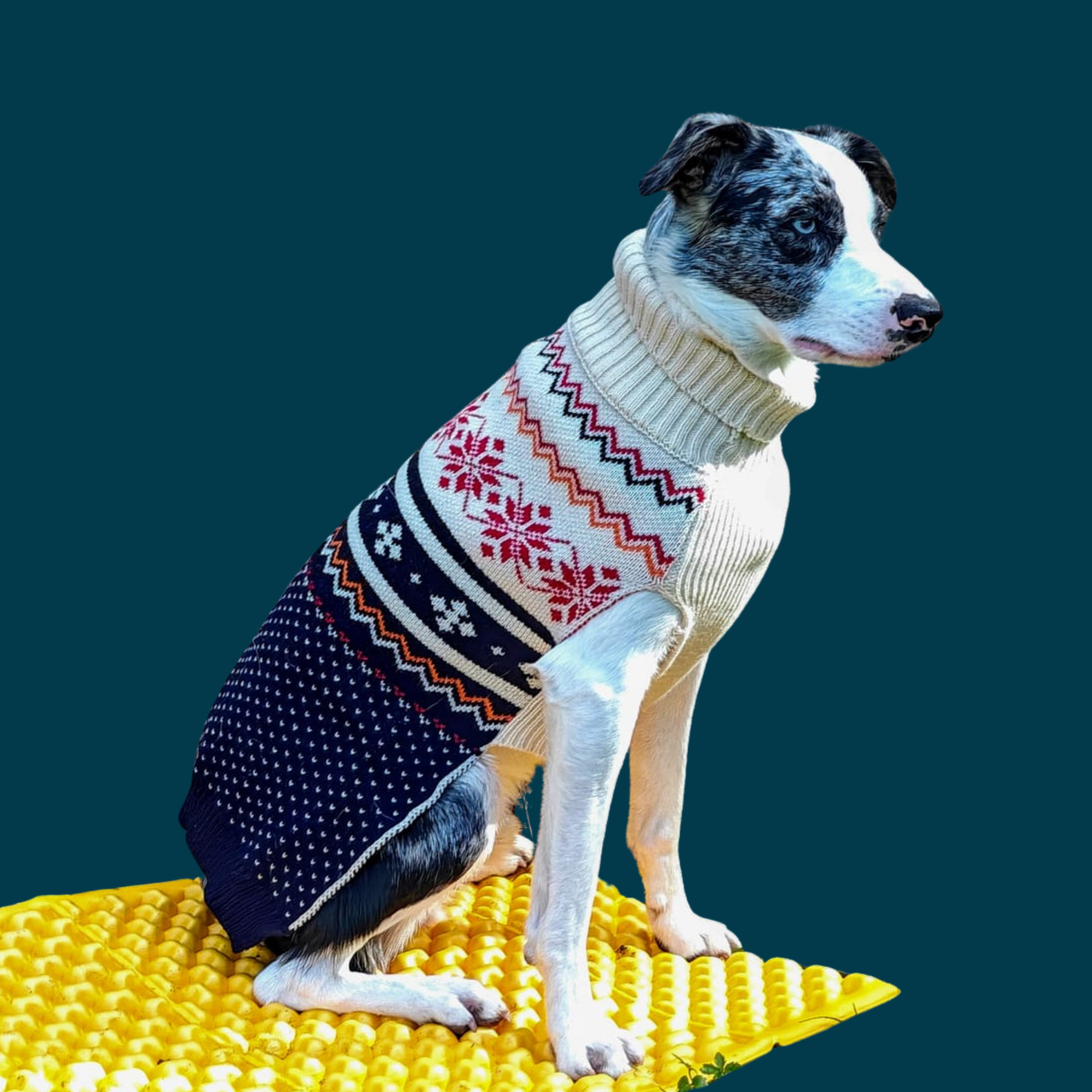 Dog Sweater