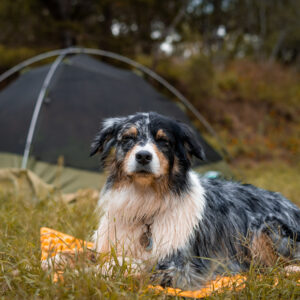 Sahale Closed-Cell Foam Dog Sleeping Pad