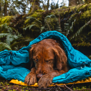 Sahale Closed-Cell Foam Dog Sleeping Pad