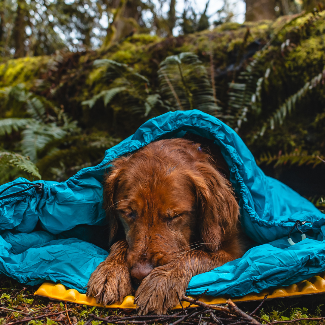 Tahoma Dog Sleeping Bag - Image 9