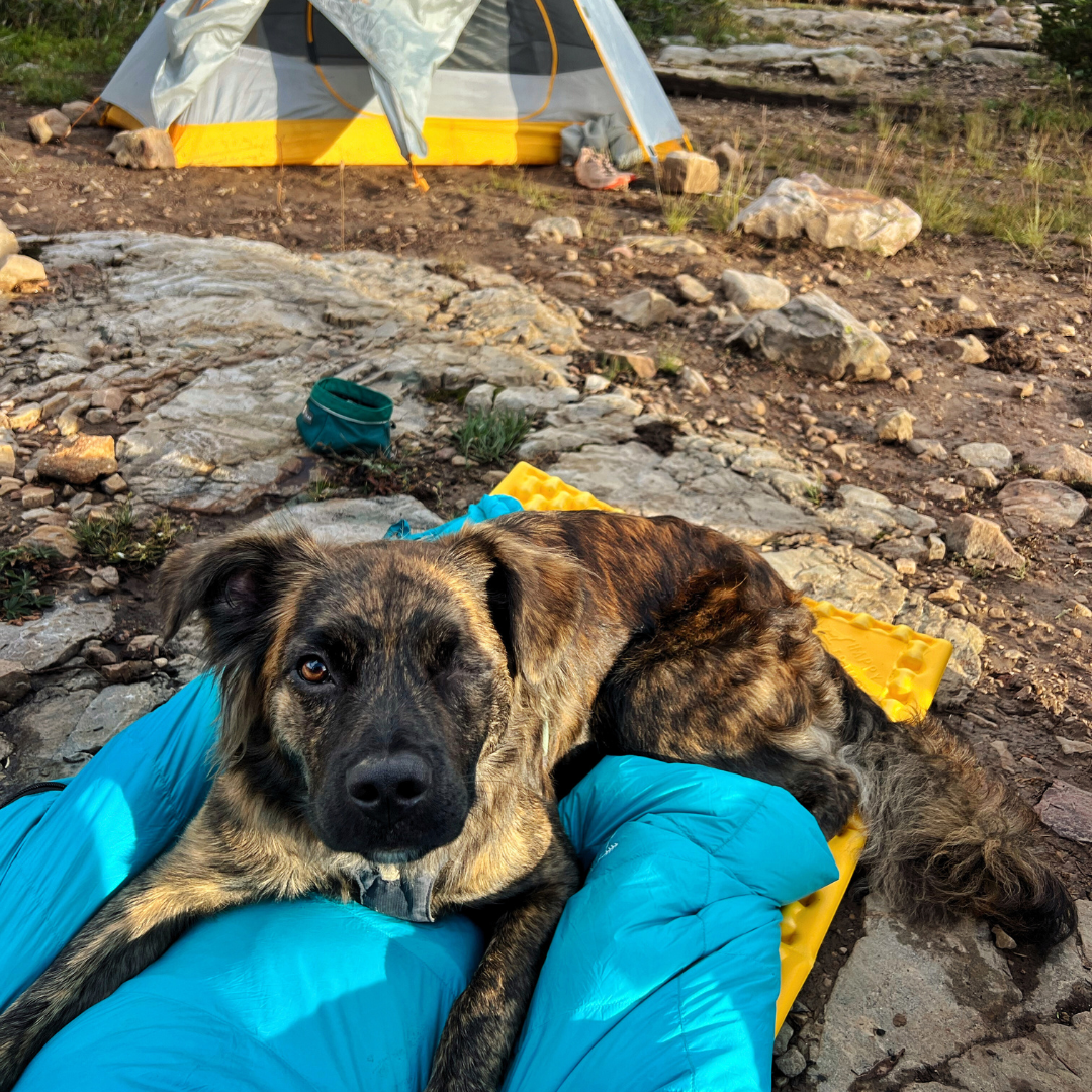 Tahoma Dog Sleeping Bag - Image 11