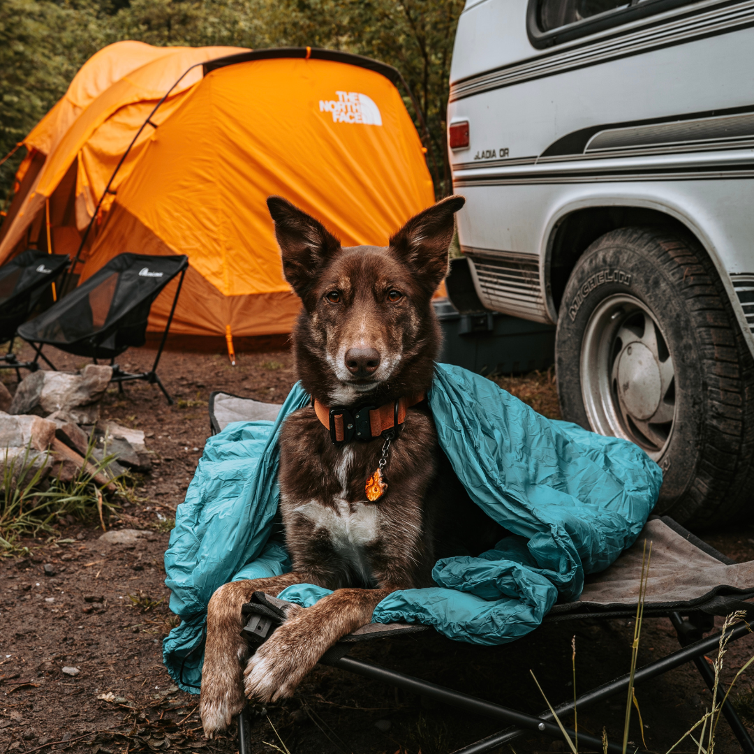 Tahoma Dog Sleeping Bag - Image 6